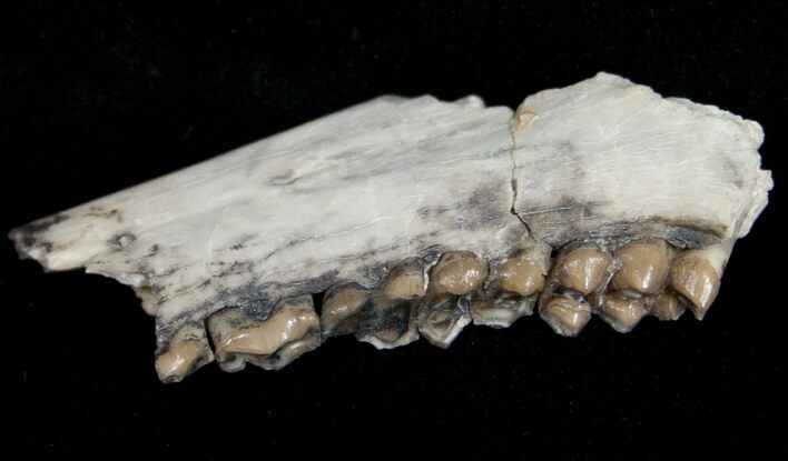Oligocene Ruminant (Leptomeryx) Jaw Section #10567